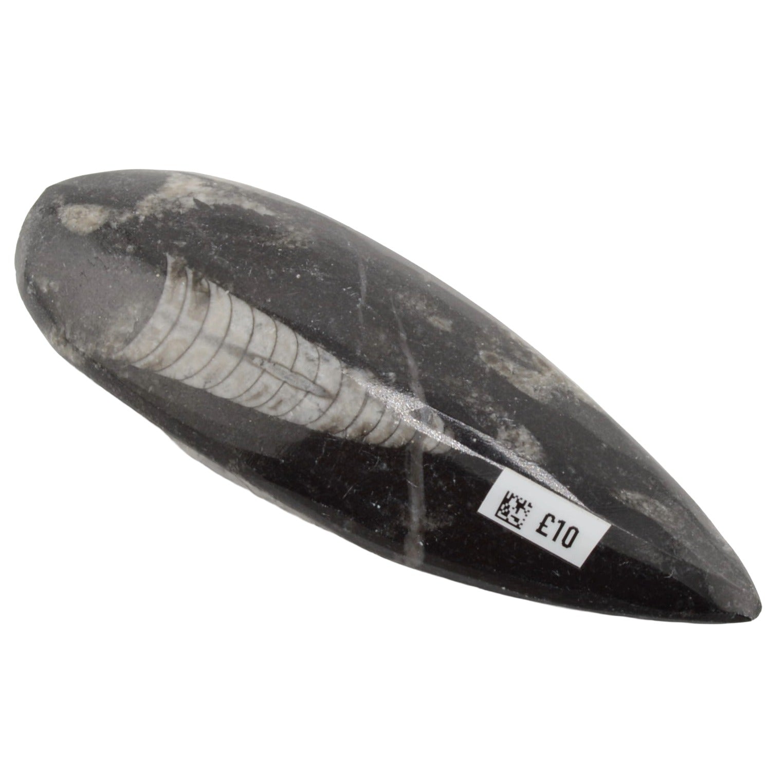 A polished black fossilized Orthoceras with a visible white coiled fossil inlay, photographed on a plain white background. A small white label with black text is attached near the lower right end.