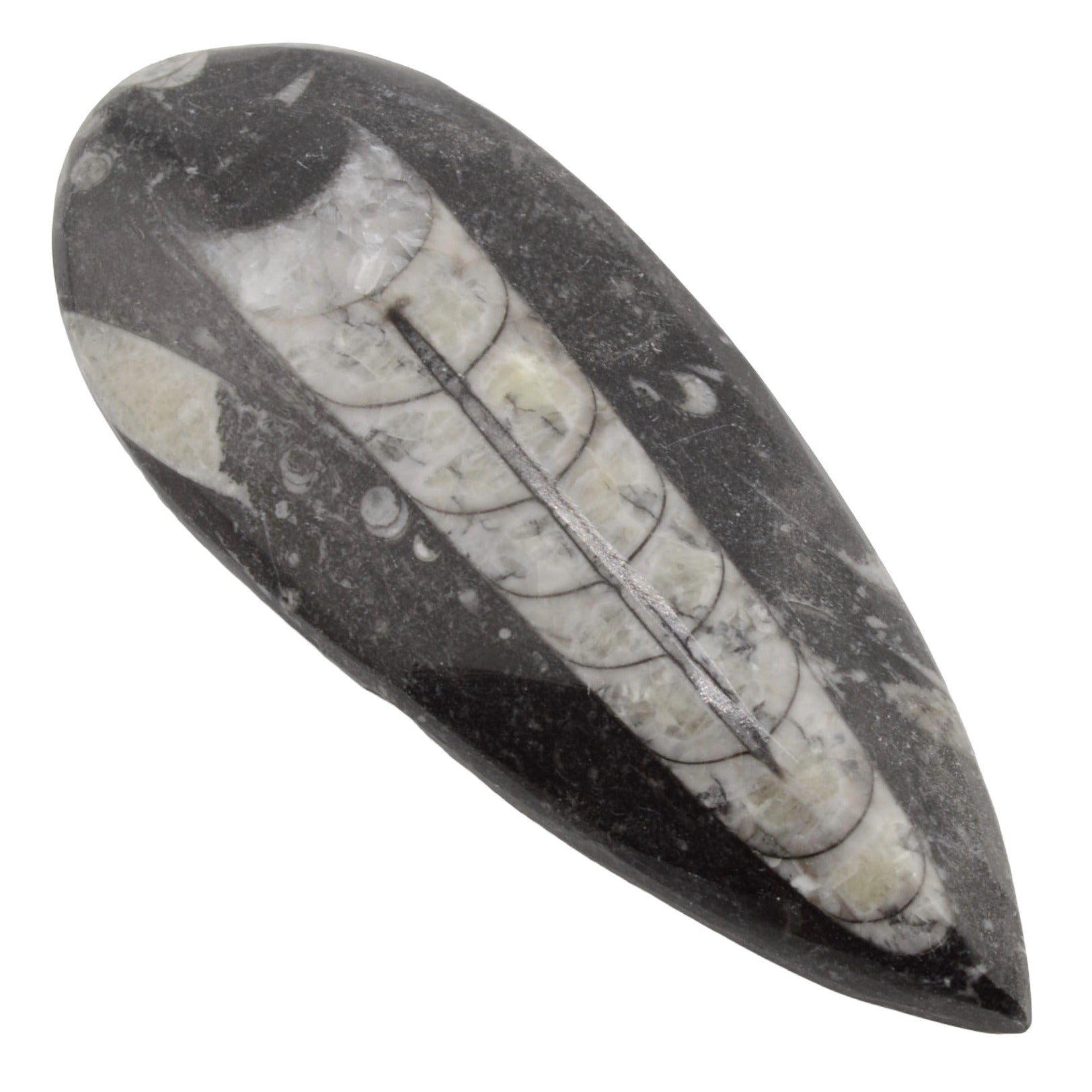 A polished teardrop-shaped Orthoceras featuring a natural fossil inlay, set against a solid white background.