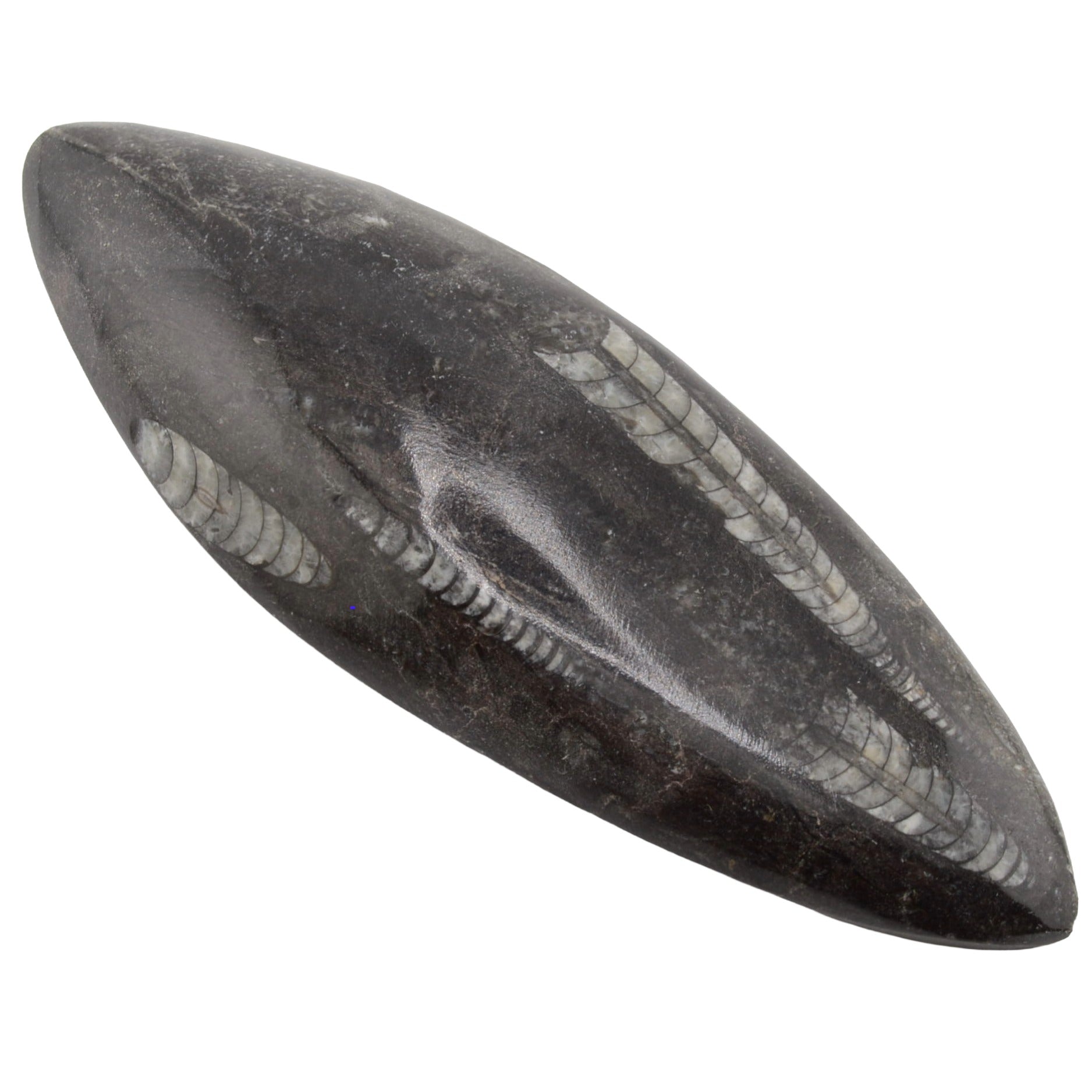 A polished black Orthoceras fossil specimen with prominent white, shown on a solid white background.
