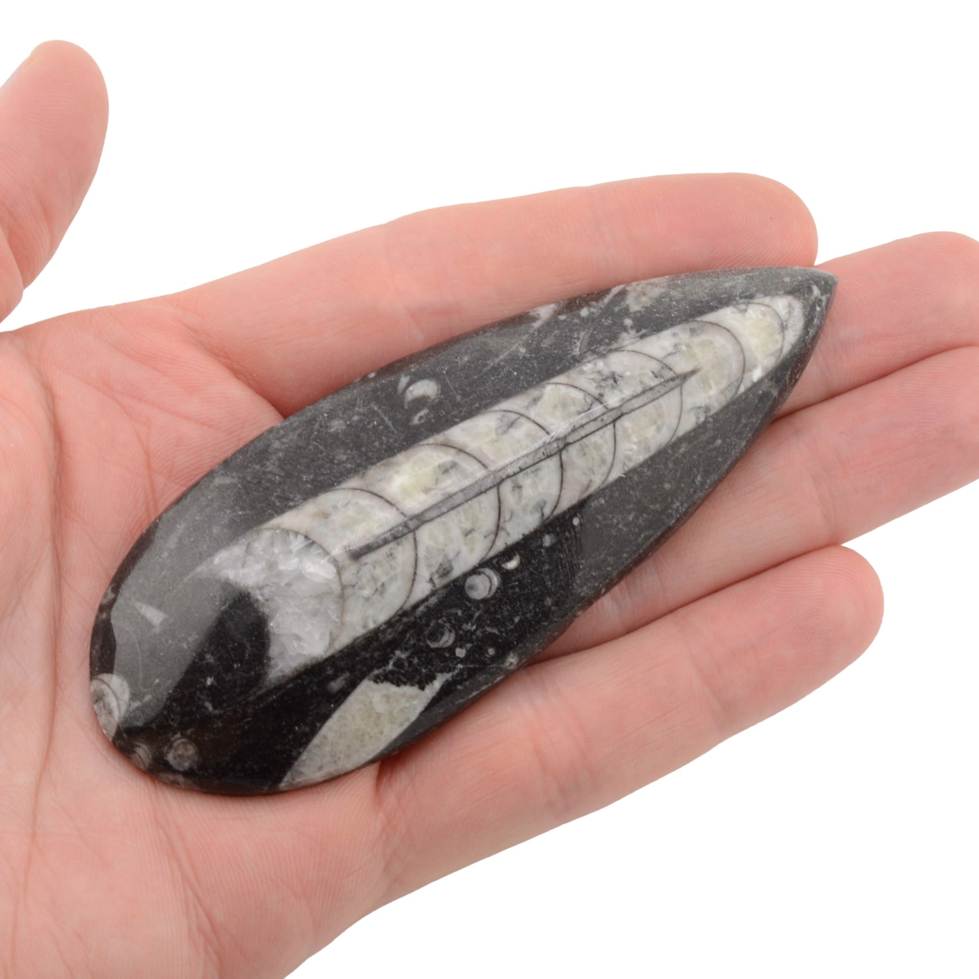 A polished teardrop-shaped Orthoceras fossil stone, showing a detailed fish skeleton in a black and white matrix, held in the palm of a hand against a white background.