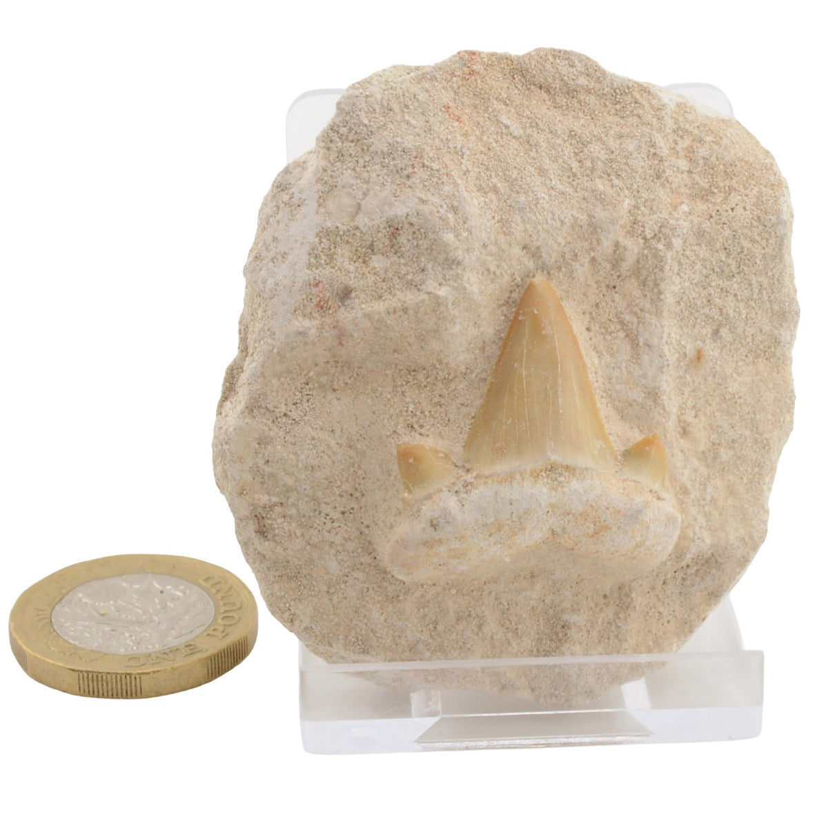 Otodus Shark Tooth on Matrix Fossil - 34 to 56 MYO