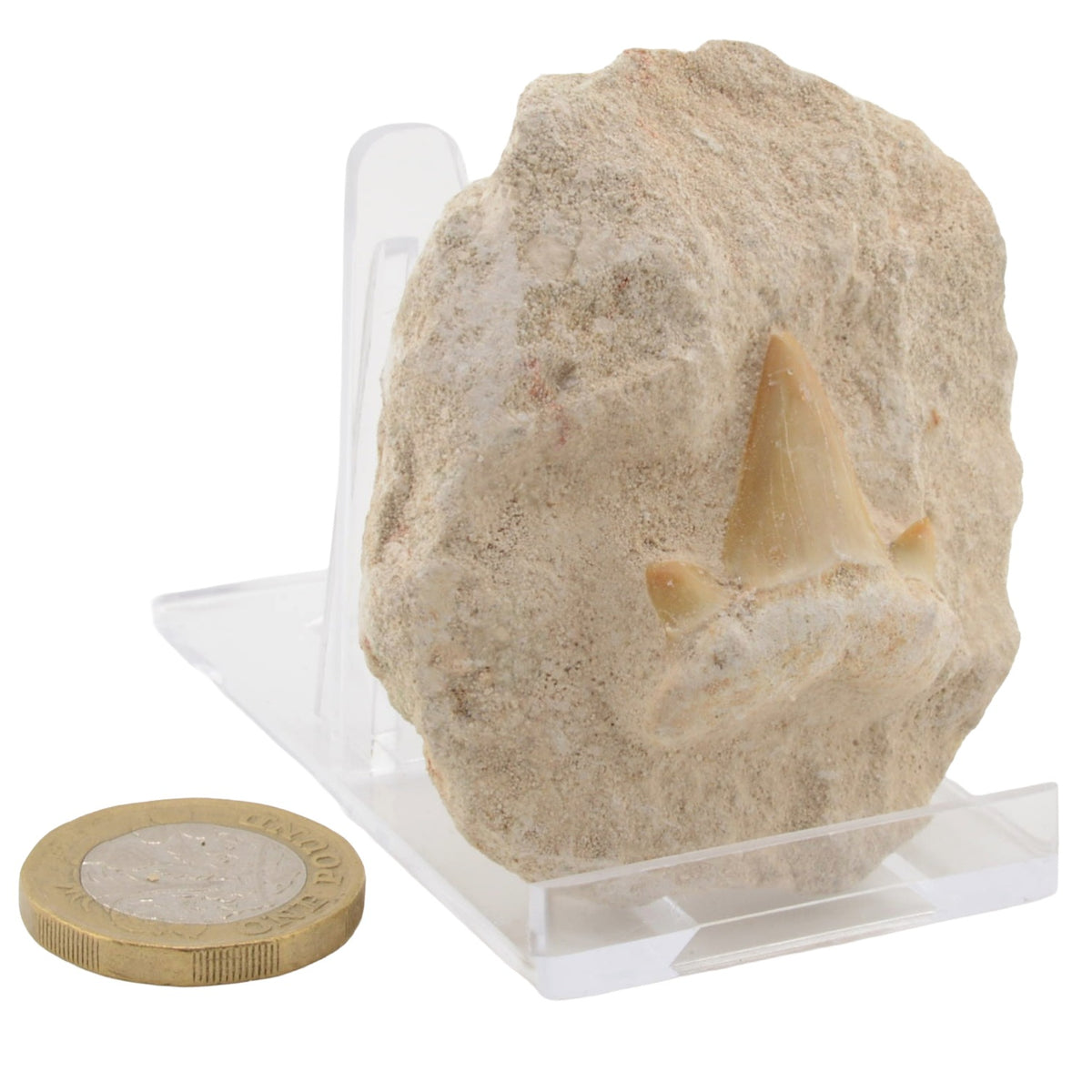 Otodus Shark Tooth on Matrix Fossil - 34 to 56 MYO