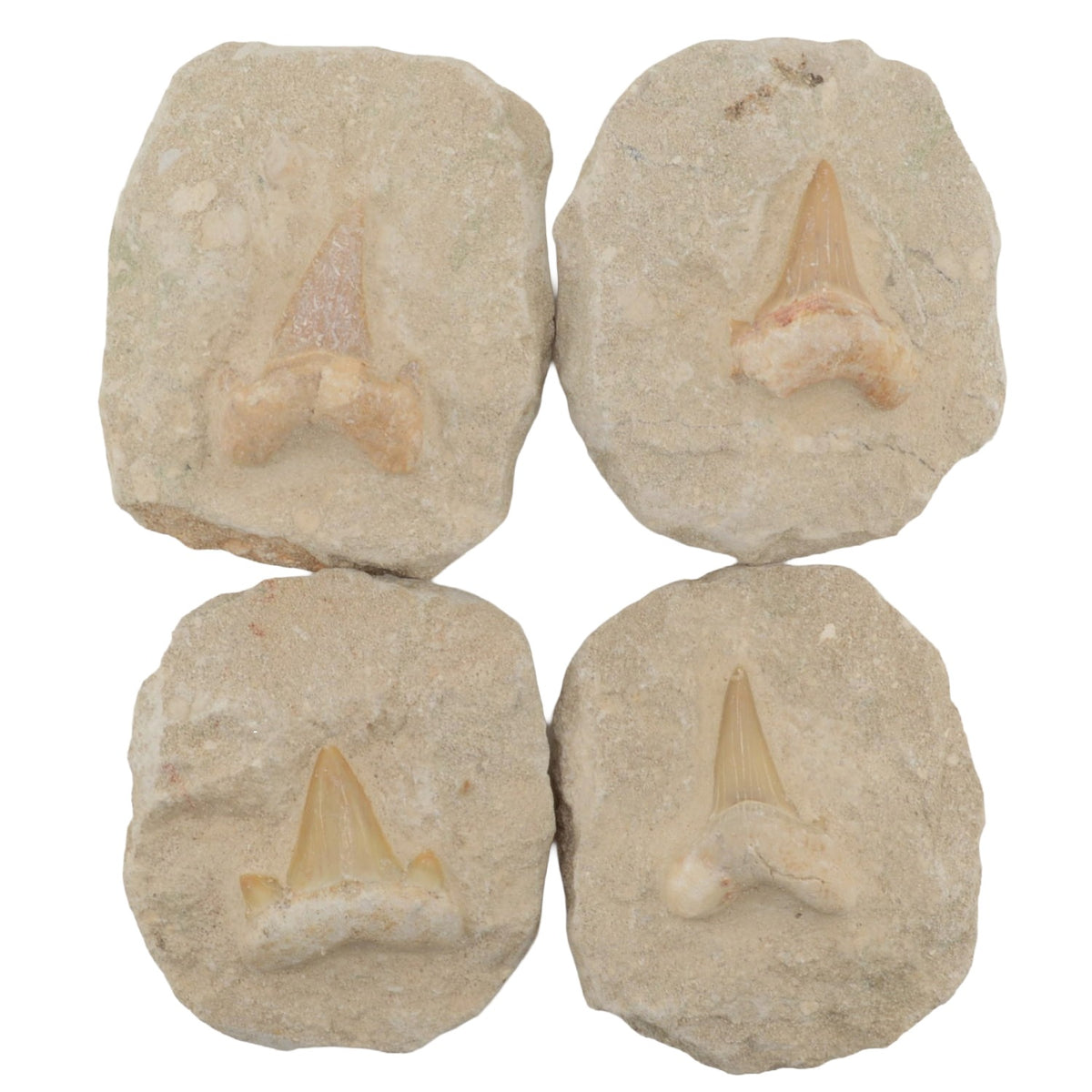 Otodus Shark Tooth on Matrix Fossil - 34 to 56 MYO