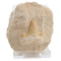 Otodus Shark Tooth on Matrix Fossil - 34 to 56 MYO