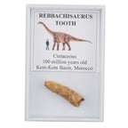 Rebbachisaurus Dinosaur Tooth in Display Case
