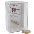 Rebbachisaurus Dinosaur Tooth in Display Case