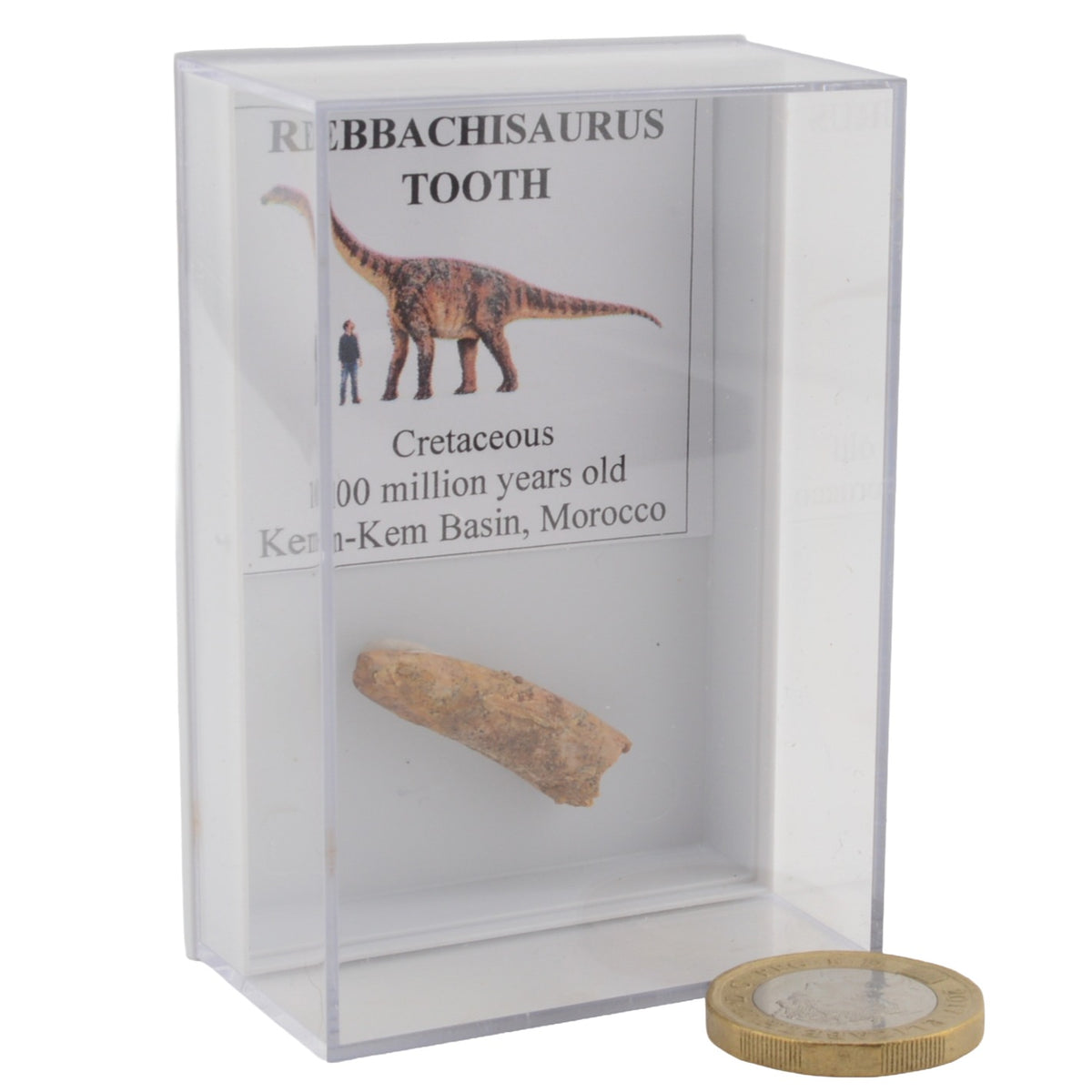 Rebbachisaurus Dinosaur Tooth in Display Case