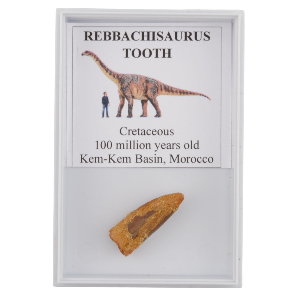 Rebbachisaurus Dinosaur Tooth in Display Case