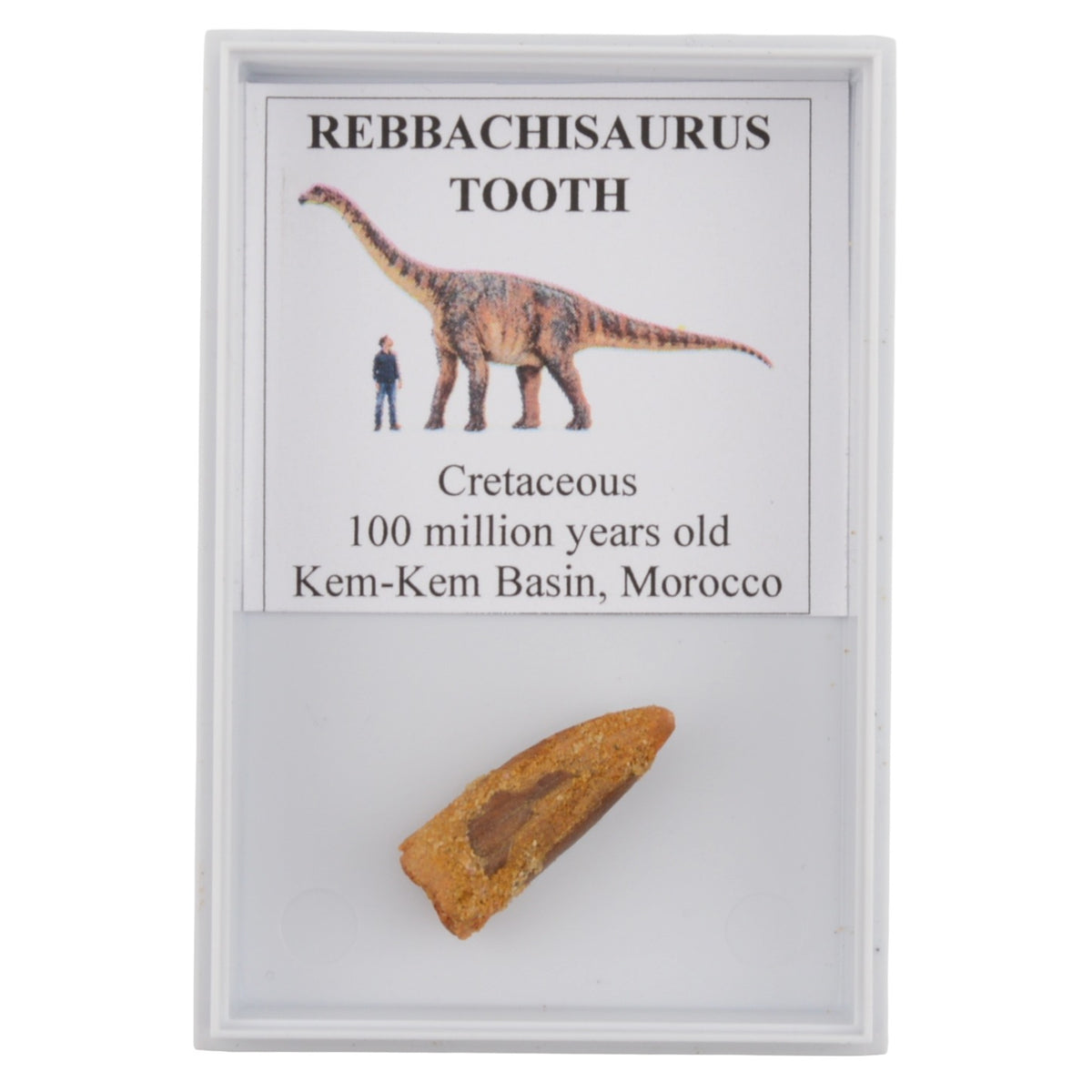 Rebbachisaurus Dinosaur Tooth in Display Case