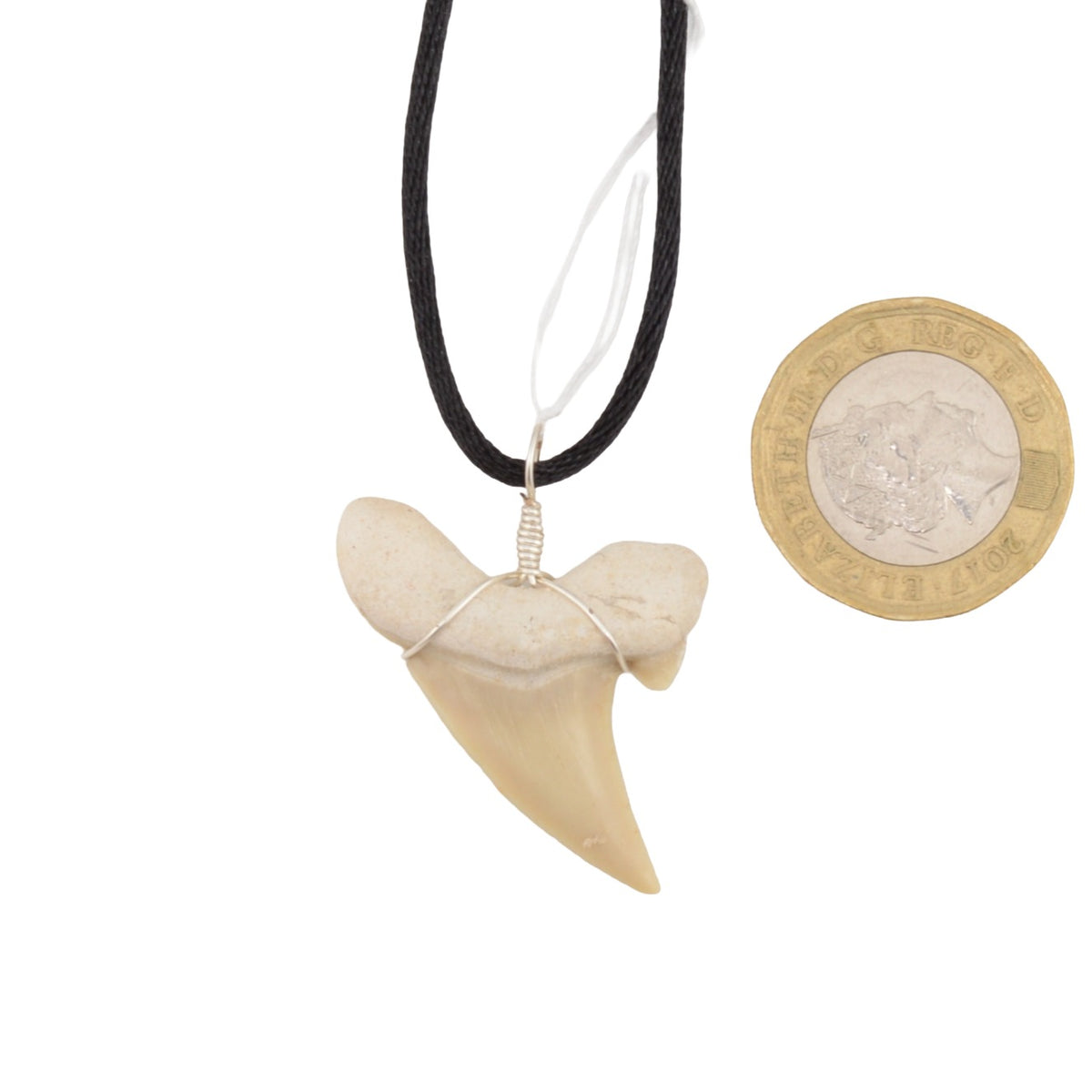 Shark Tooth Fossil Pendant Necklace