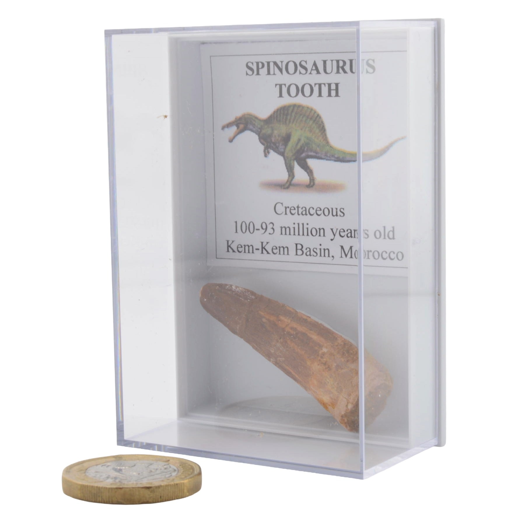 Spinosaurus Tooth