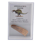 A clear display case containing a fossilized dinosaur tooth labeled 'SPINOSAUROUS TOOTH,' with an illustration of a spinosaurus and text describing it as Cretaceous, 100-93 million years old, from the Kem-Kem Basin, Morocco.
