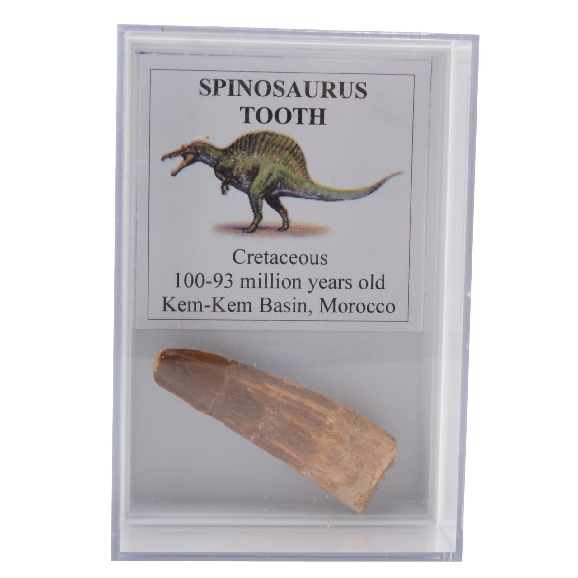 A clear display case containing a fossilized dinosaur tooth labeled 'SPINOSAUROUS TOOTH,' with an illustration of a spinosaurus and text describing it as Cretaceous, 100-93 million years old, from the Kem-Kem Basin, Morocco.
