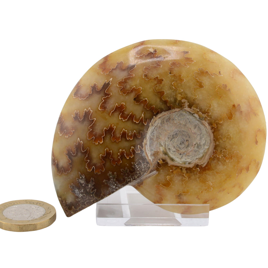Whole Polished Ammonite - 80mm Madagascar