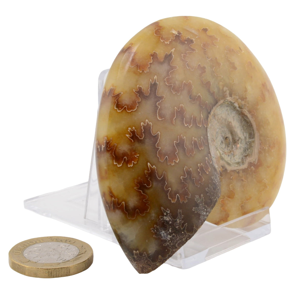 Whole Polished Ammonite - 80mm Madagascar