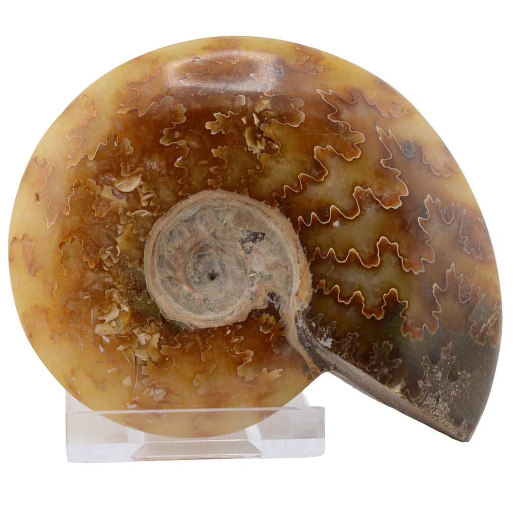Whole Polished Ammonite - 80mm Madagascar