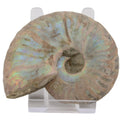 Whole Ammonite with an irridescent coating, measuring 75mm. Displayed on a acrylic stand on a white background