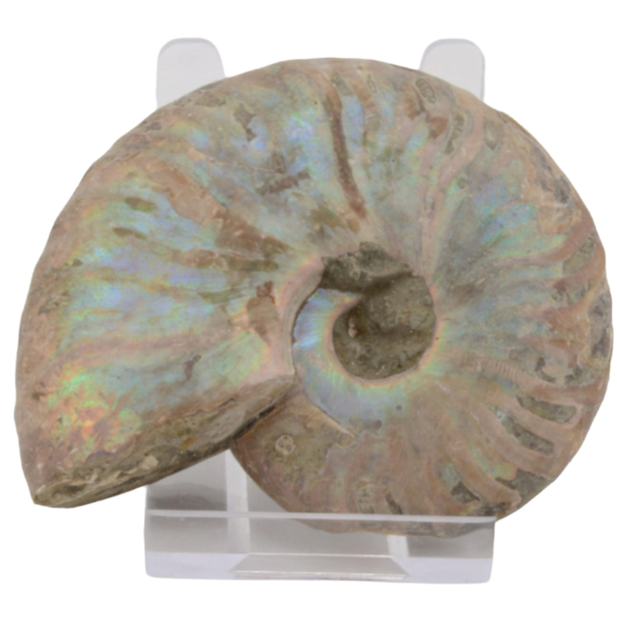 Whole Ammonite with an irridescent coating, measuring 75mm. Displayed on a acrylic stand on a white background