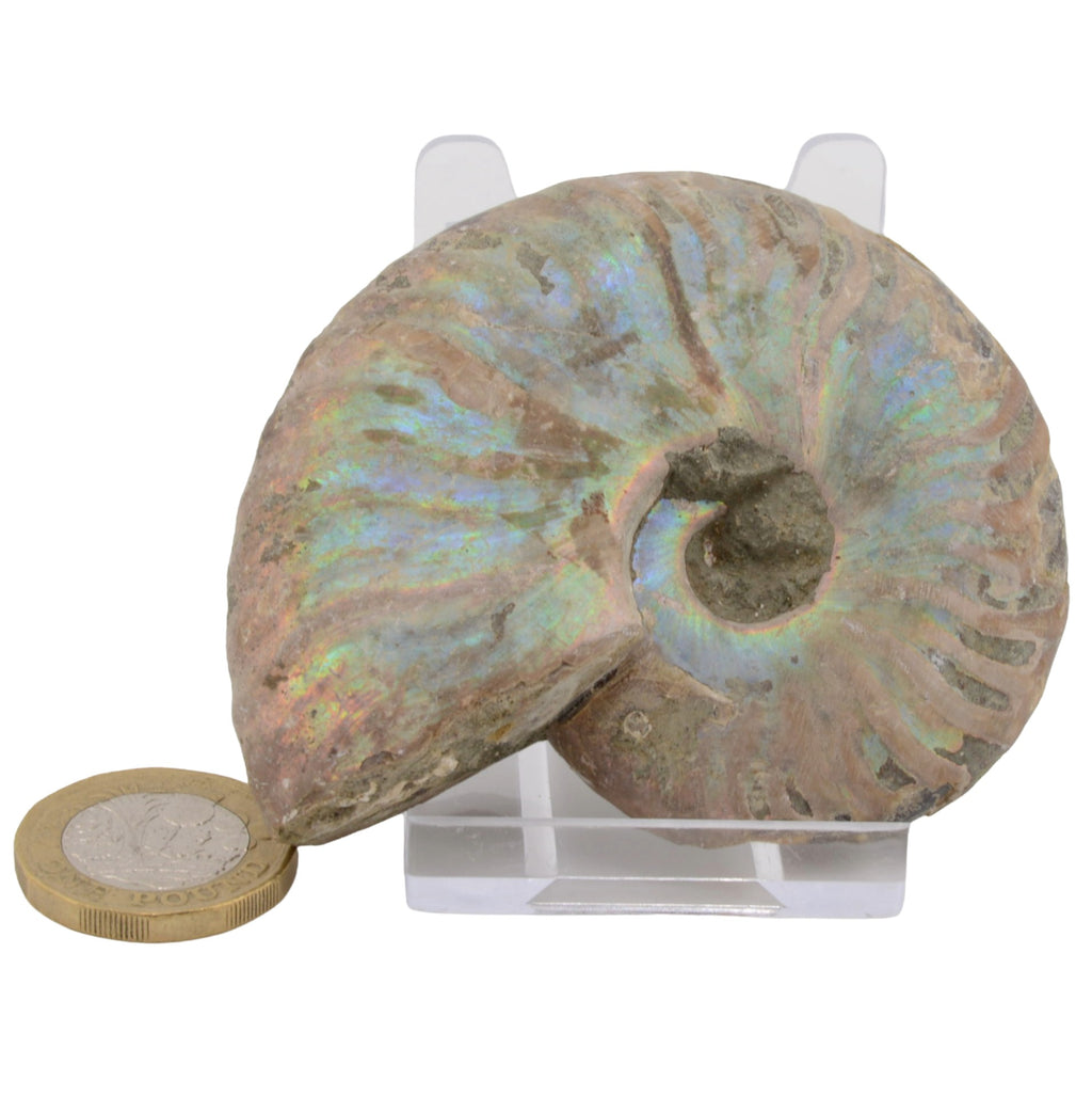Whole Irridescent Silver Ammonite from Madagascar - 75mm
