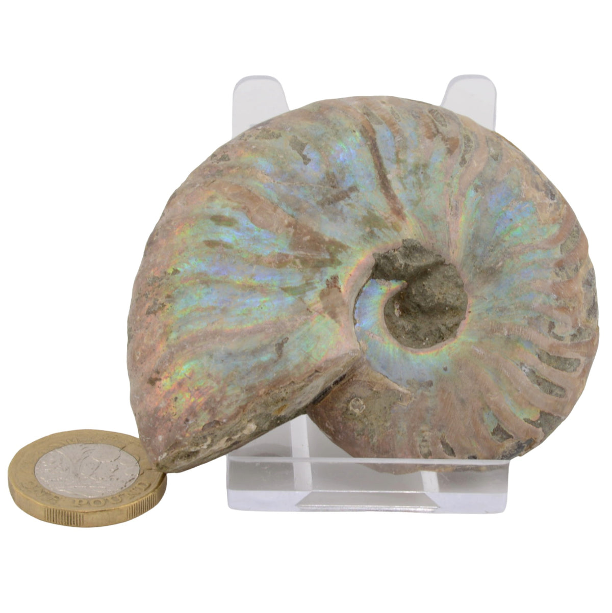 Whole Irridescent Silver Ammonite from Madagascar - 75mm