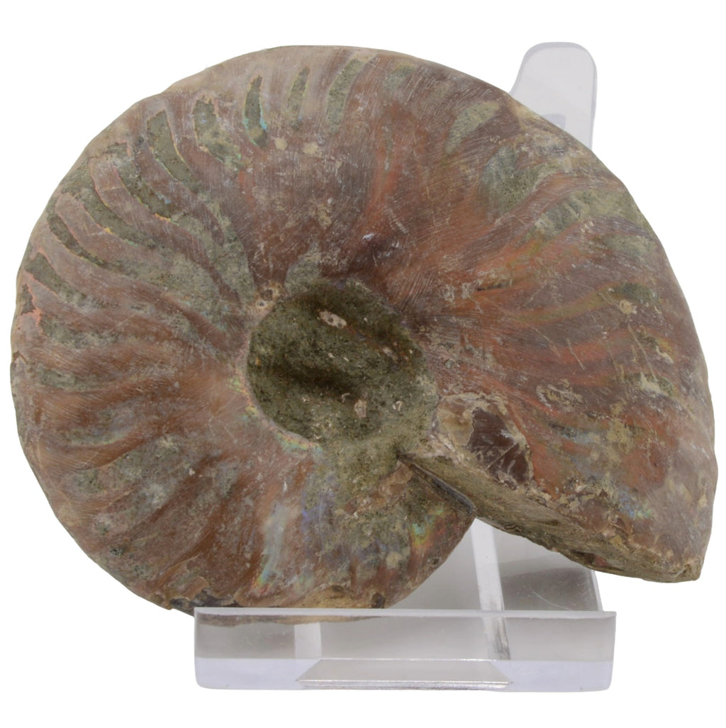 Whole Irridescent Silver Ammonite from Madagascar - 75mm