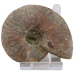 Whole Irridescent Silver Ammonite from Madagascar - 75mm
