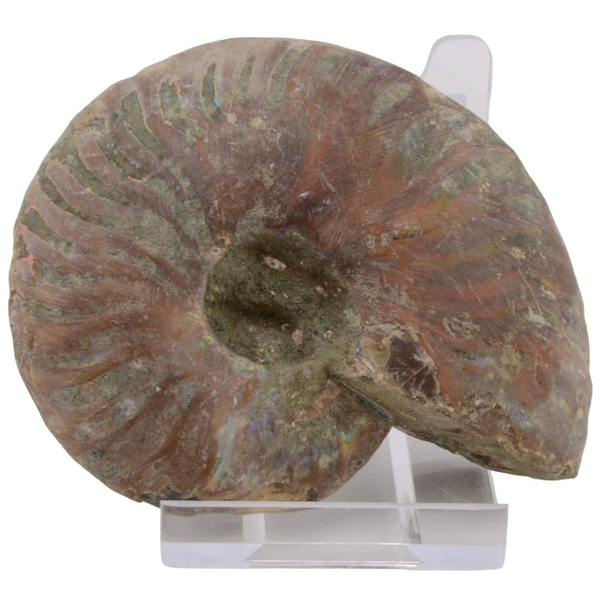Whole Irridescent Silver Ammonite from Madagascar - 75mm