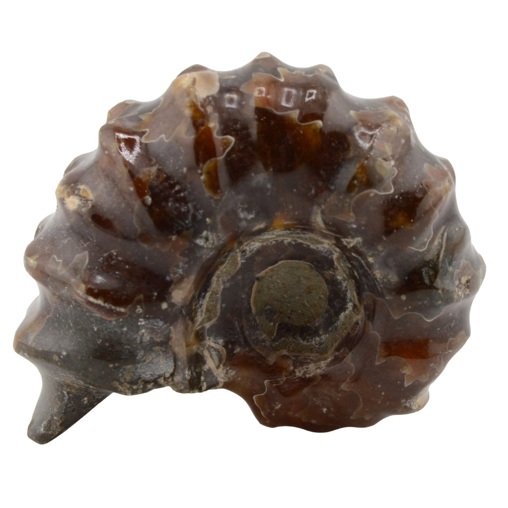 Whole Polished Douvilleiceras Ammonites - 35 to 40mm