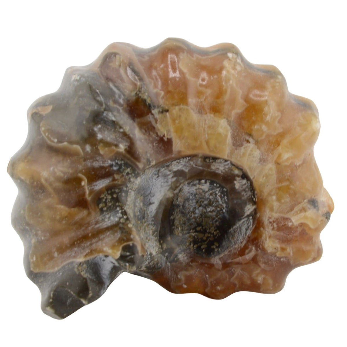Whole Polished Douvilleiceras Ammonites - 35 to 40mm