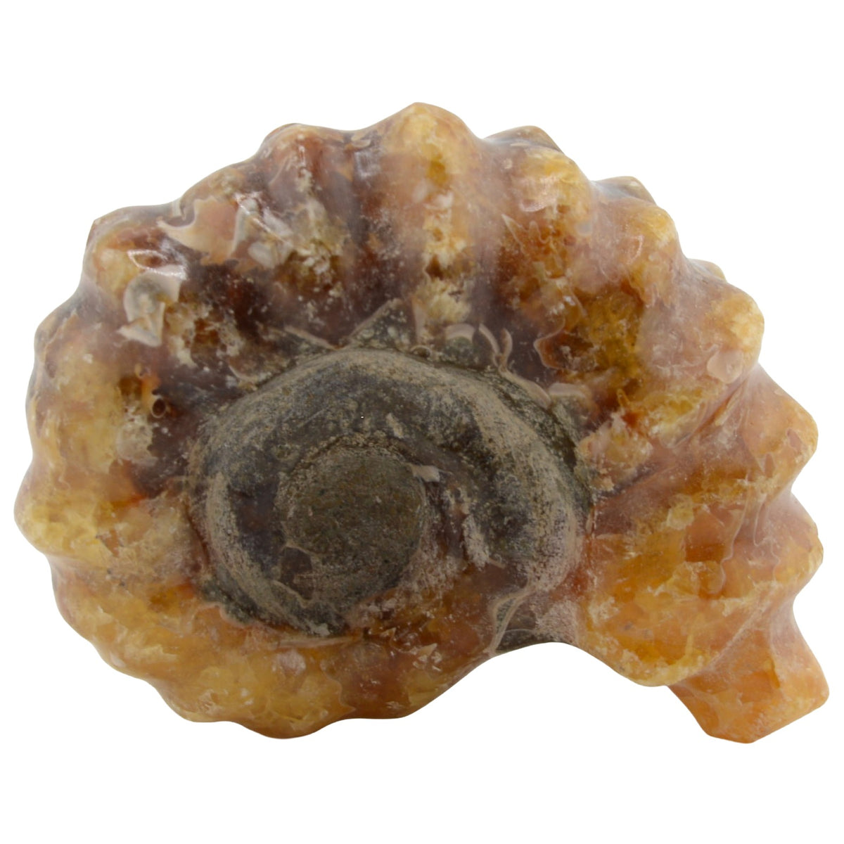 Whole Polished Douvilleiceras Ammonites - 35 to 40mm