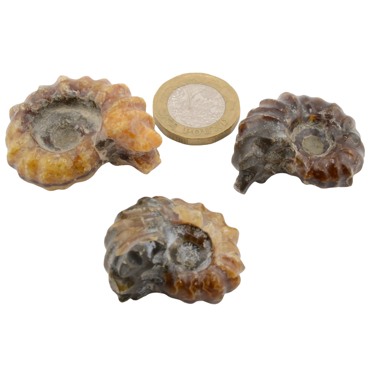 Whole Polished Douvilleiceras Ammonites - 35 to 40mm