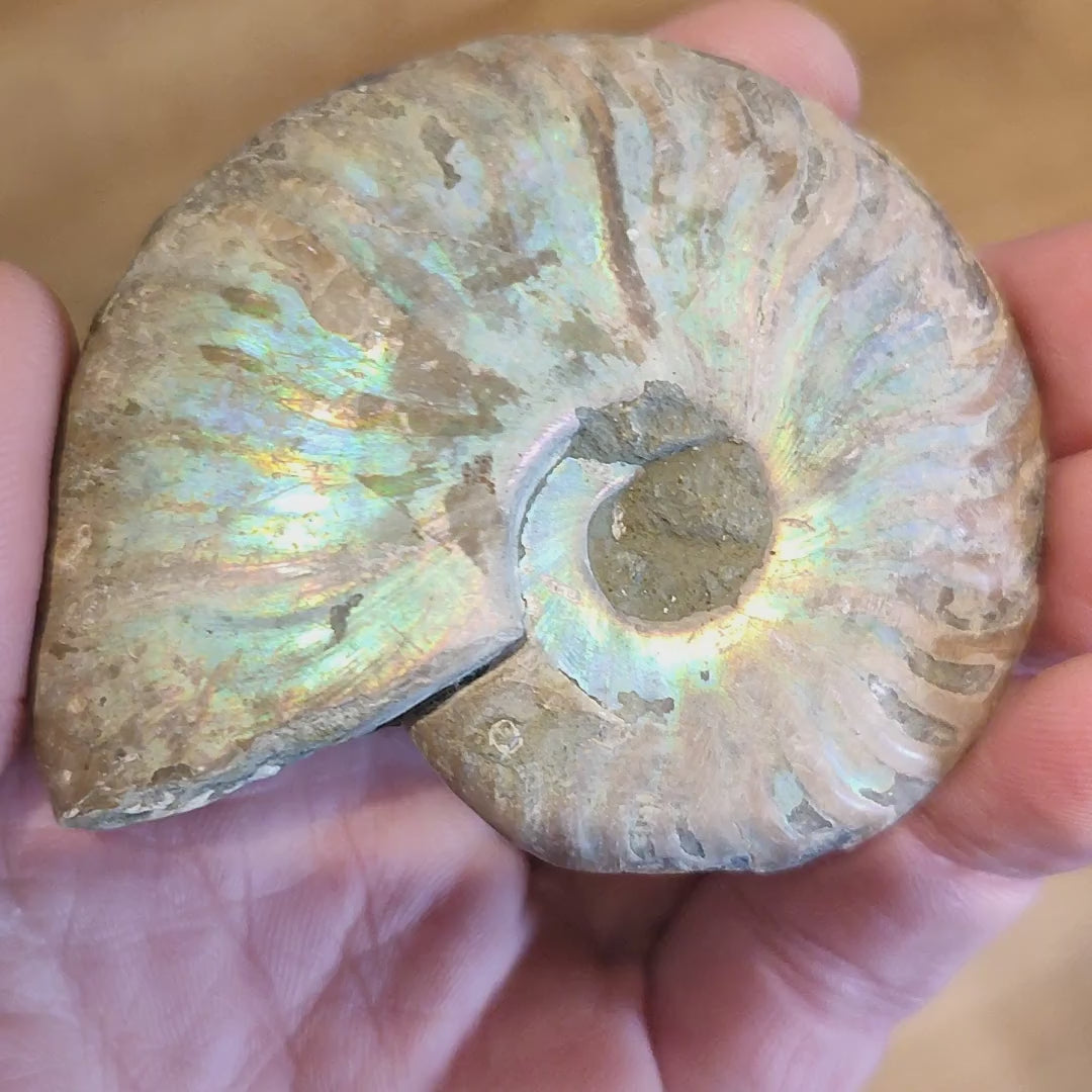 Whole Irridescent Silver Ammonite from Madagascar - 75mm