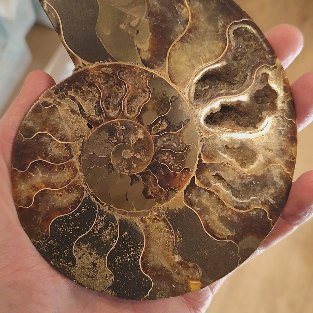 145mm Half Polished Ammonite Fossil - Madagascar