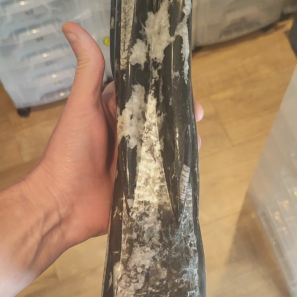 Large Orthoceras Fossil Sculpture Ornament - 355mm High