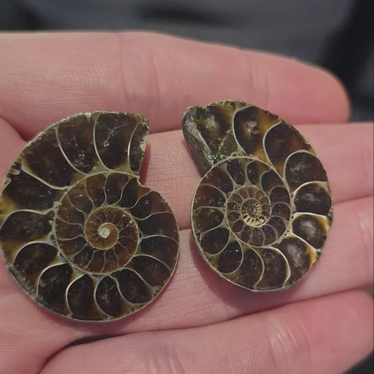 Ammonite Fossil Cut and Polished Pair - 35mm