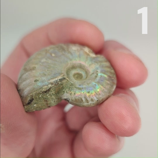 Small Iridescent Silver Ammonite Fossils - 32 to 45mm