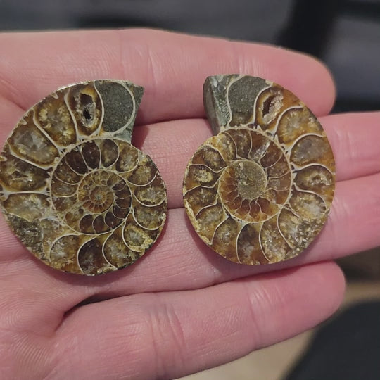 Ammonite Fossil Cut and Polished Pair - 40mm