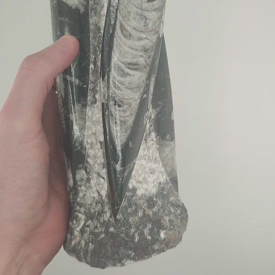 Orthoceras Sculpture Polished - 230mm
