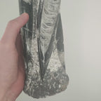 Orthoceras Sculpture Polished - 230mm
