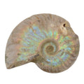 A polished ammonite fossil shell specimen with iridescent rainbow sheen on a plain white background.