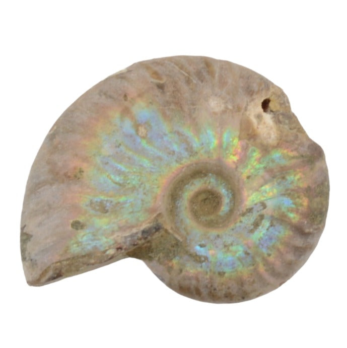 A polished ammonite fossil shell specimen with iridescent rainbow sheen on a plain white background.