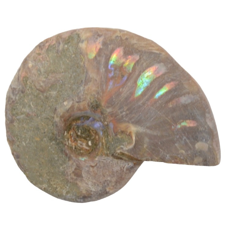 Small Iridescent Silver Ammonite Fossils - 32 to 45mm