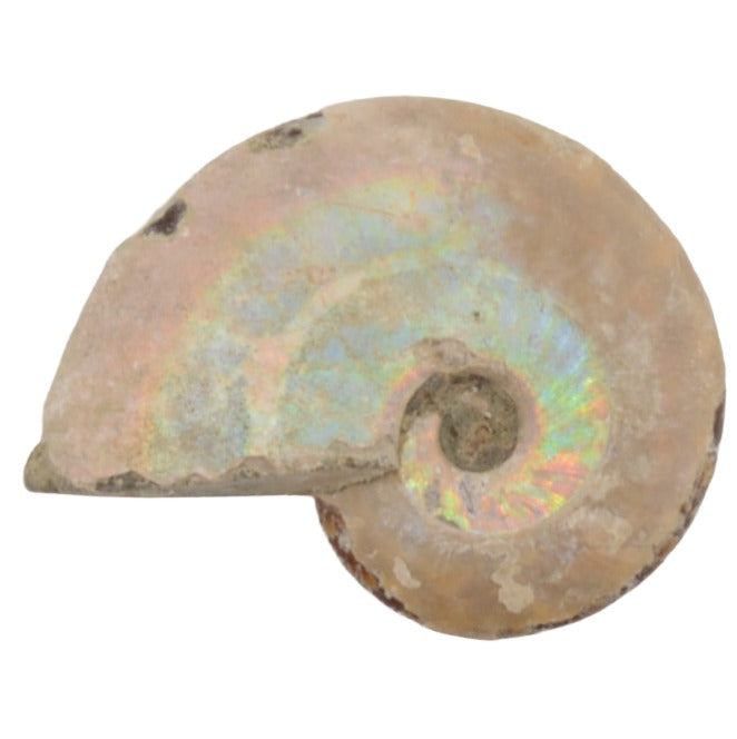 Small Iridescent Silver Ammonite Fossils - 32 to 45mm