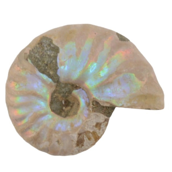 Small Iridescent Silver Ammonite Fossils - 32 to 45mm